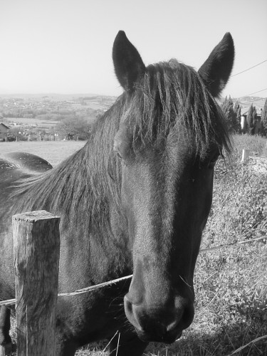 Fonds d'cran Animaux Chevaux vident non ?