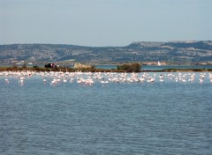 Fonds d'cran Animaux Etang de Bages