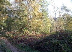 Fonds d'cran Nature Sous-bois en automne.