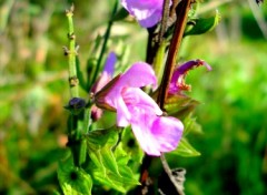 Fonds d'cran Nature Fleur de sauge