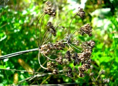 Fonds d'cran Nature Fleur fane..