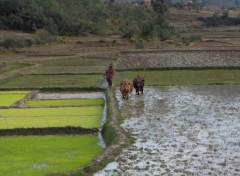 Fonds d'cran Voyages : Afrique Rizire  Fianarantsoa