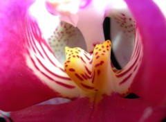 Wallpapers Nature orchide