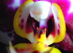 Wallpapers Nature orchide