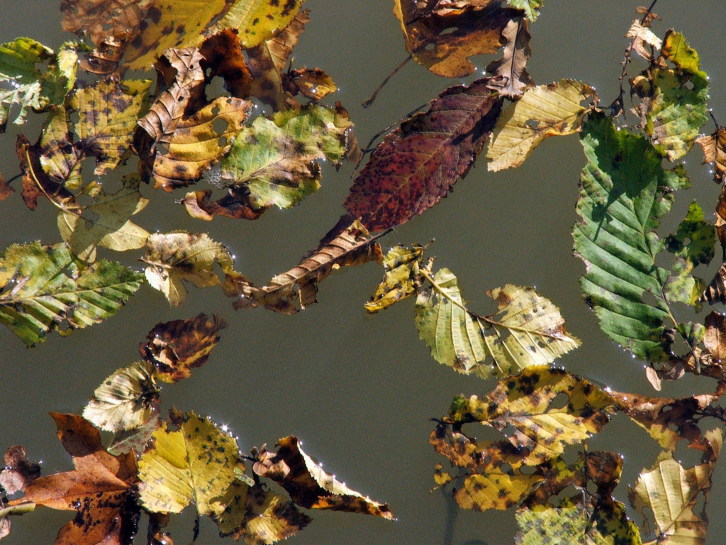 Fonds d'cran Nature Saisons - Automne Feuilles d'automne...