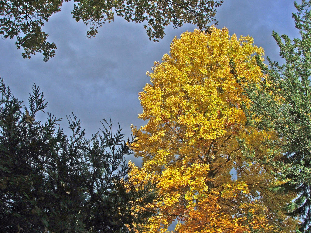 Fonds d'cran Nature Saisons - Automne Parure d'automne...