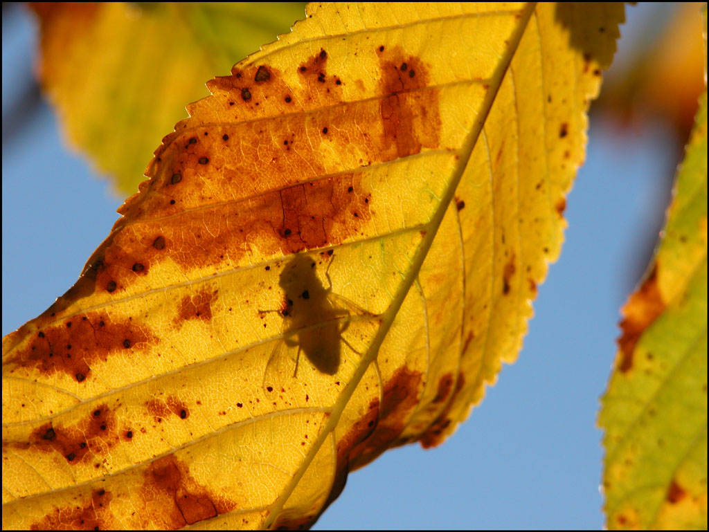 Wallpapers Nature Seasons - Fall Une intruse !