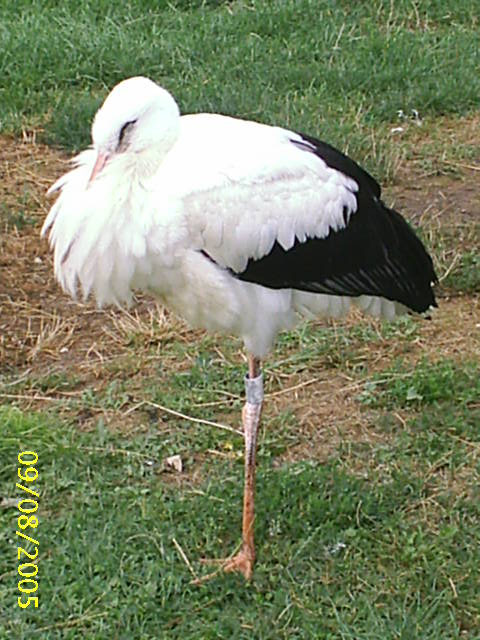 Fonds d'cran Animaux Oiseaux - Cigognes Cigogne