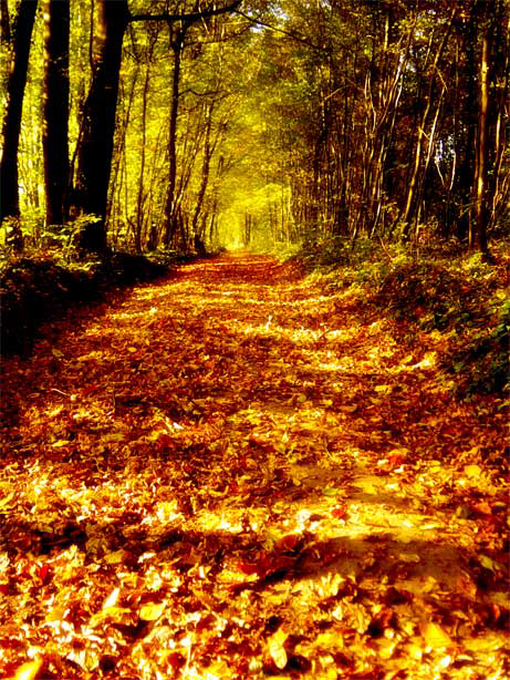 Fonds d'cran Nature Saisons - Automne Tapis de feuilles