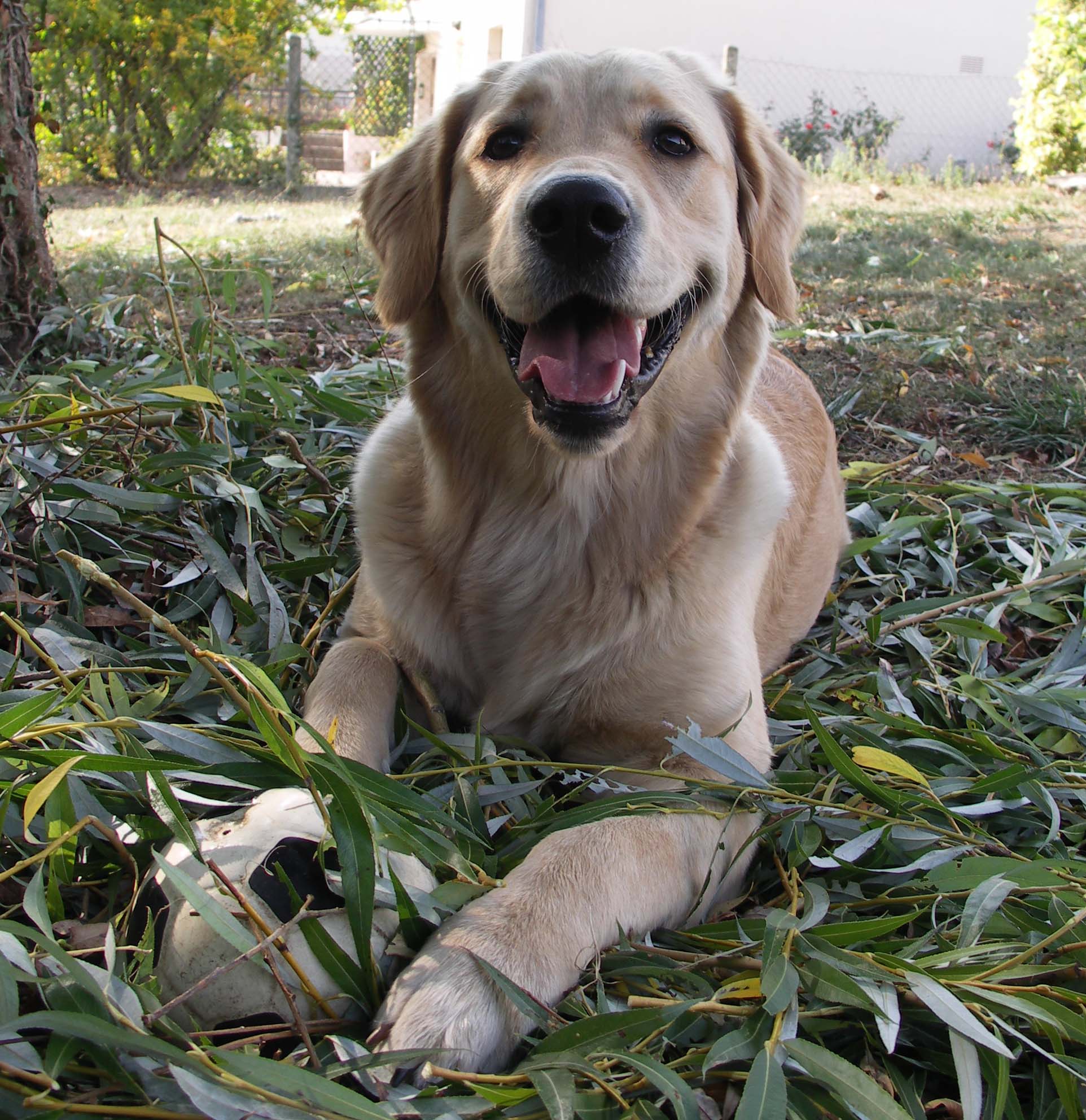 Fonds d'cran Animaux Chiens Toujours Alia