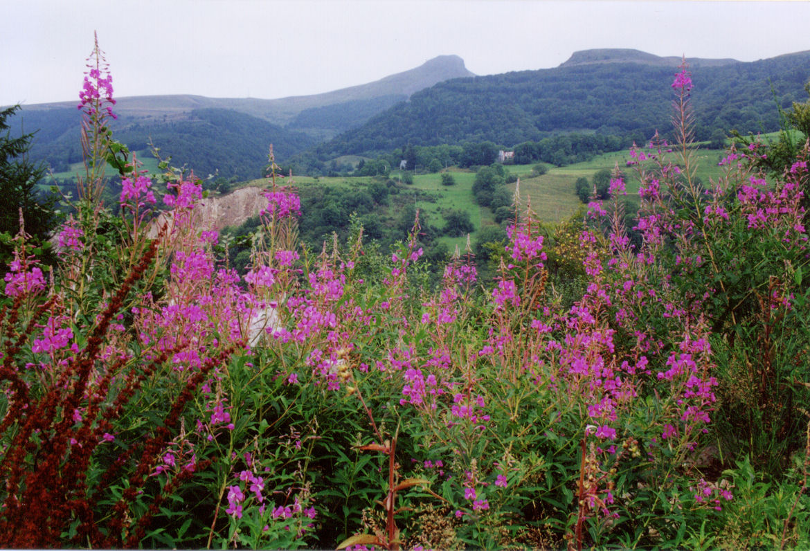 Fonds d'cran Nature Fleurs Fleurs sauvages d' auvergne