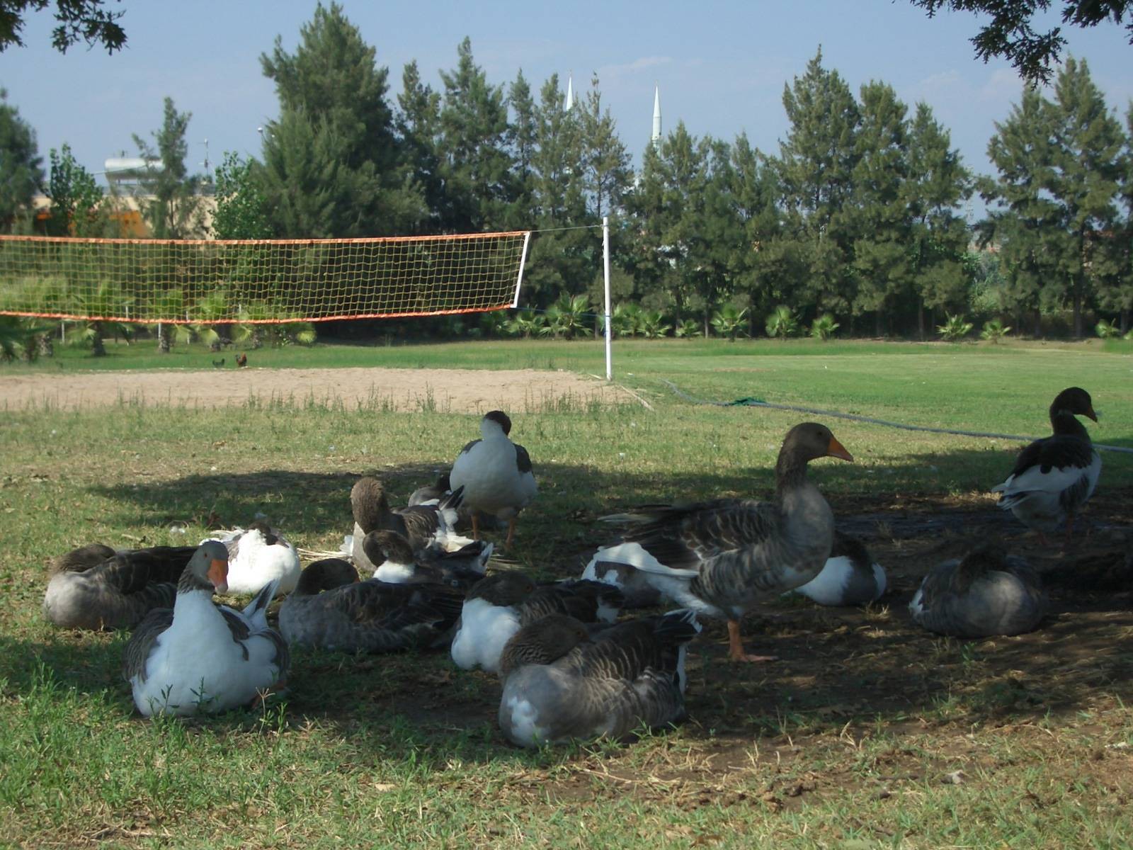 Wallpapers Animals Birds - Ducks 