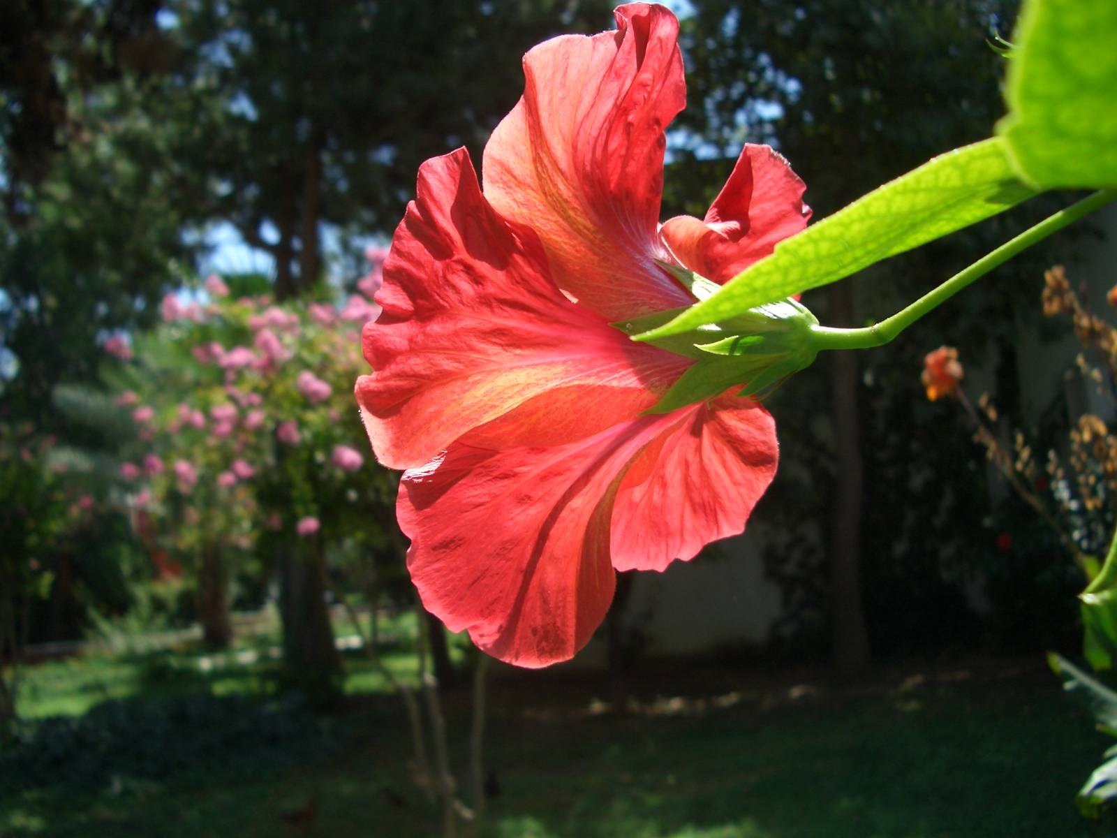 Fonds d'cran Nature Fleurs 