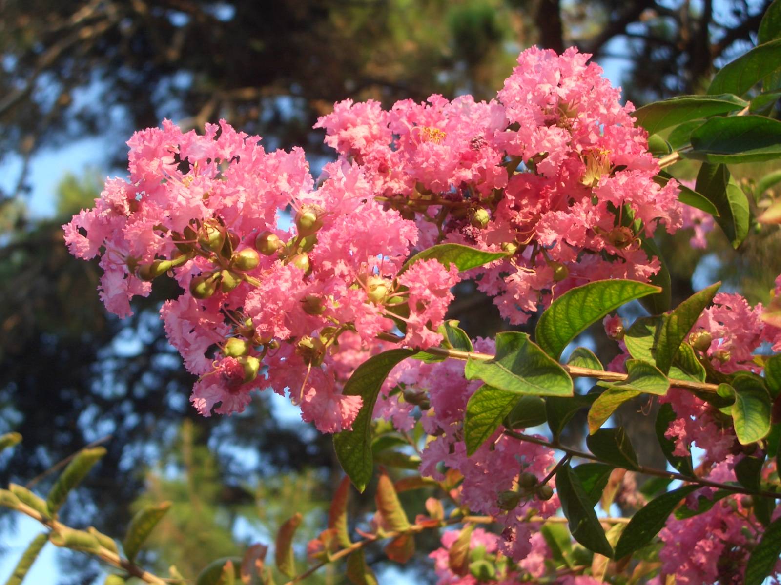 Fonds d'cran Nature Fleurs 