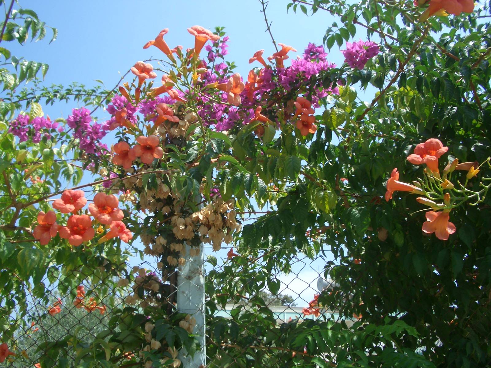 Fonds d'cran Nature Fleurs 