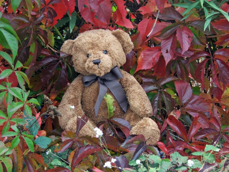 Fonds d'cran Objets Peluches Petit Ours d'automne...