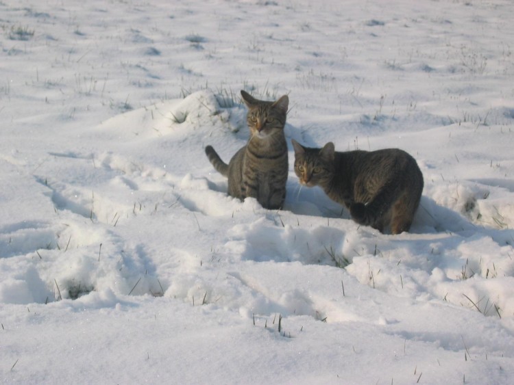 Wallpapers Animals Cats - Kittens Verdi et Vaco dans la neige