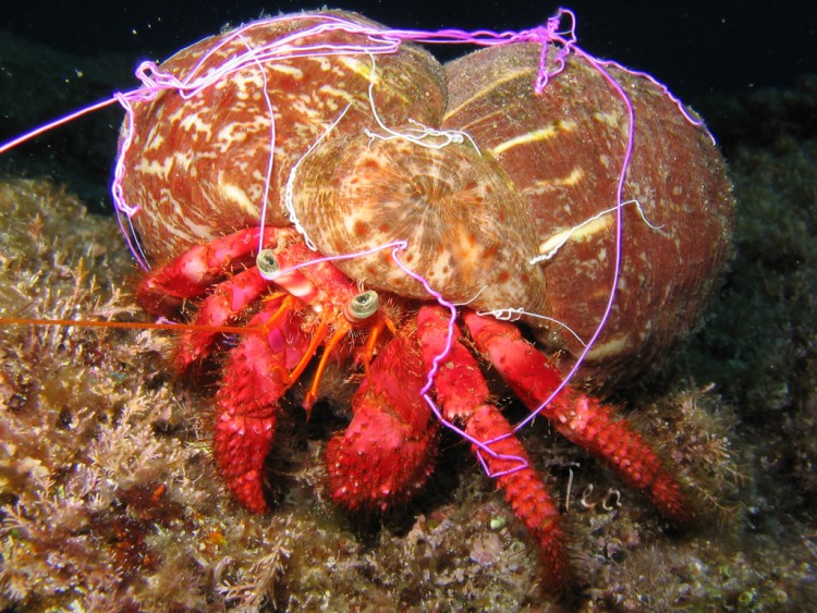 Fonds d'cran Animaux Vie marine - Crustacs Bernard lhermite