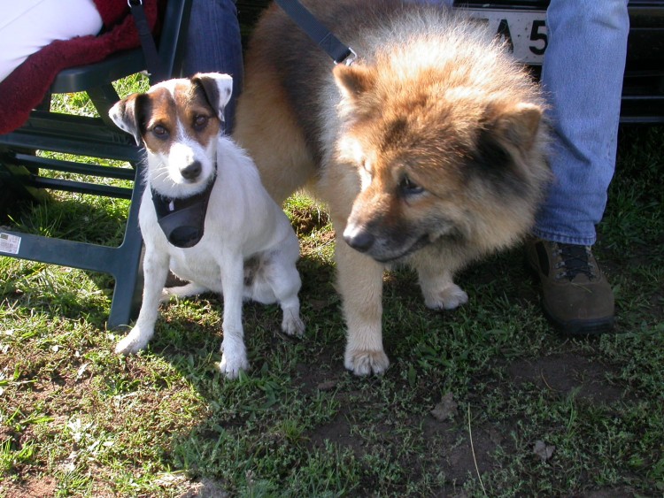 Fonds d'cran Animaux Chiens ushu et boy