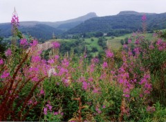 Fonds d'cran Nature Fleurs sauvages d' auvergne