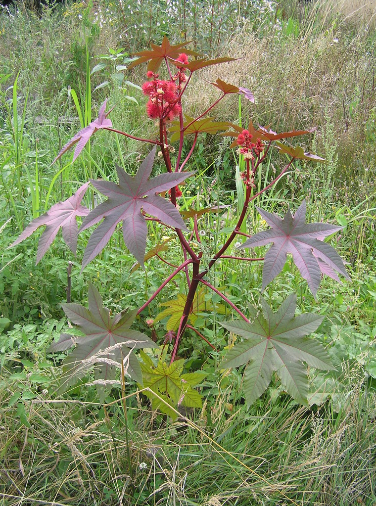 Fonds d'cran Nature Feuilles - Feuillages 