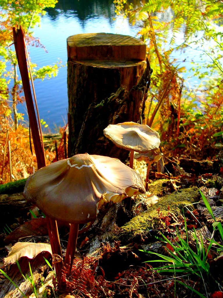 Wallpapers Nature Mushrooms Champignons d'automne