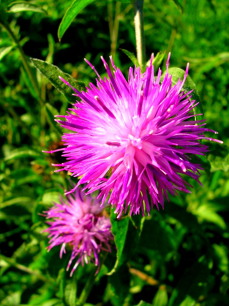 Fonds d'cran Nature Fleurs Petite fleur des champs..