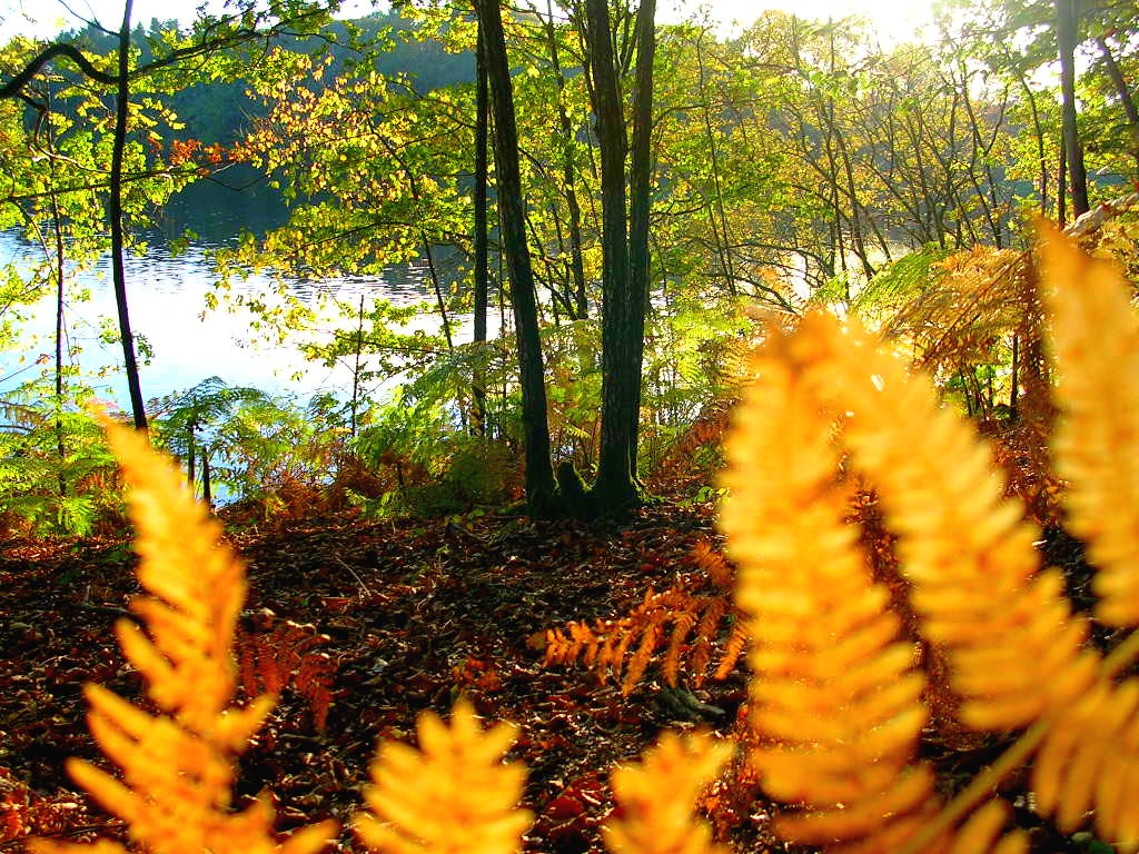 Fonds d'cran Nature Saisons - Automne Bois d'automne