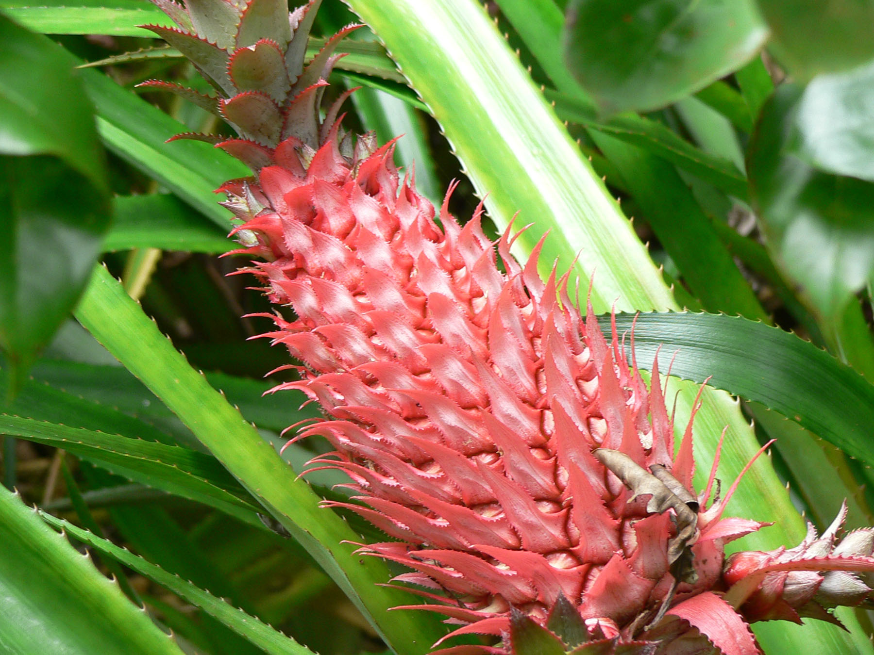 Wallpapers Nature Fruits ananas dcoratif