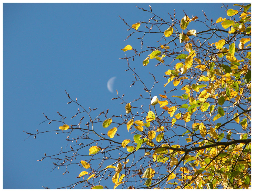 Wallpapers Nature Seasons - Fall Feuilles d'automne