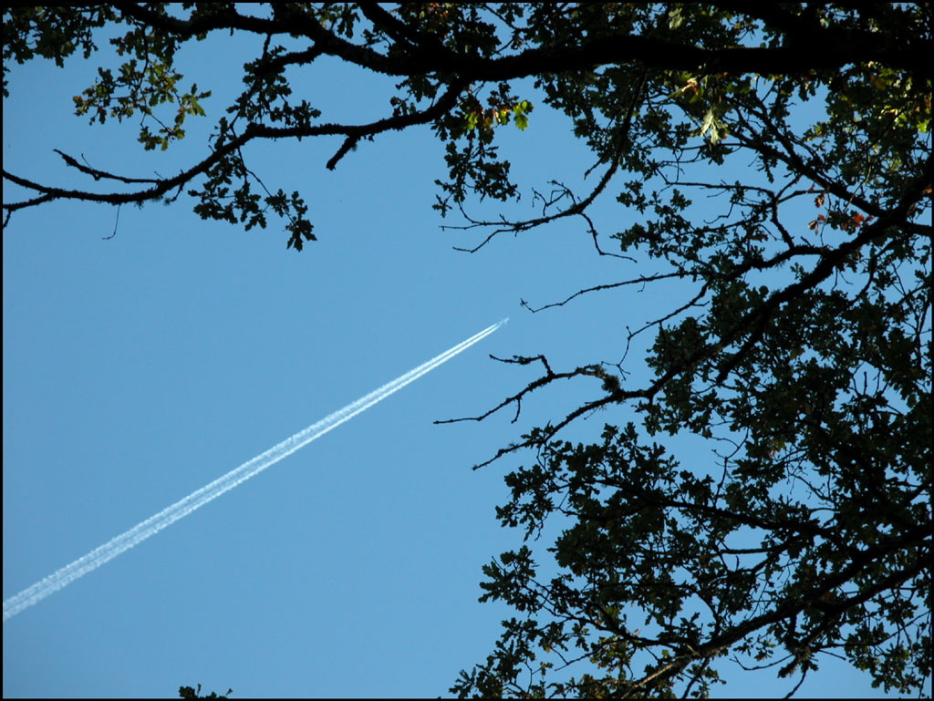 Wallpapers Nature Trees - Forests Diagonale