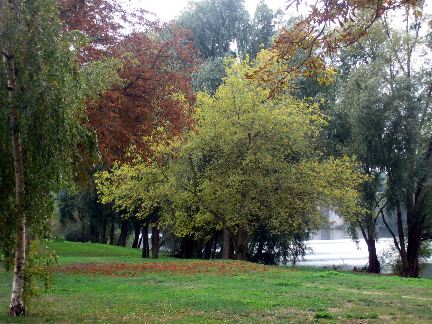 Fonds d'cran Nature Arbres - Forts Luxuriance