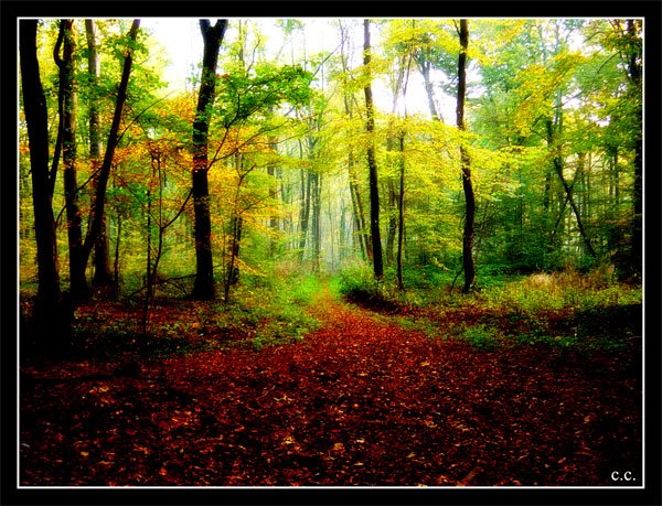 Fonds d'cran Nature Saisons - Automne Photo d'automne