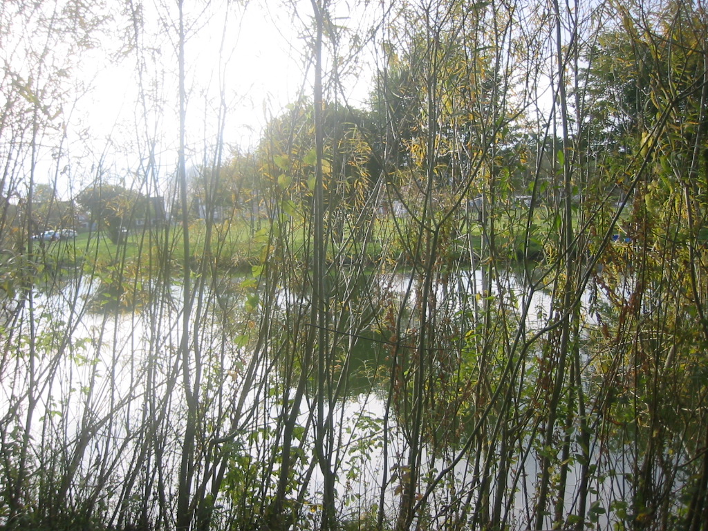 Fonds d'cran Nature Fleuves - Rivires - Torrents Canal  travers les branches