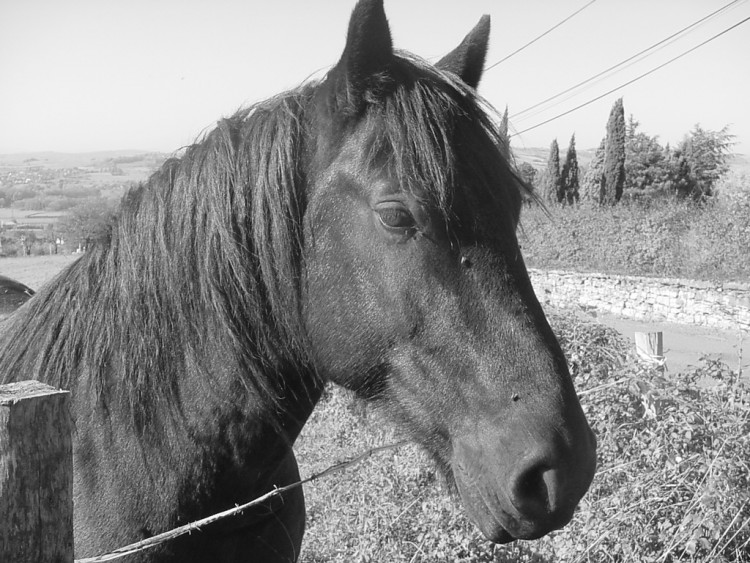 Fonds d'cran Animaux Chevaux la mme vidence