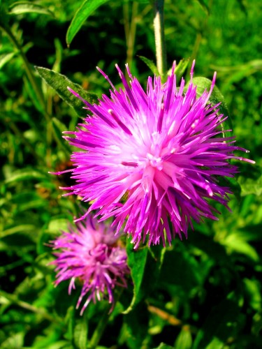 Fonds d'cran Nature Fleurs Petite fleur des champs..