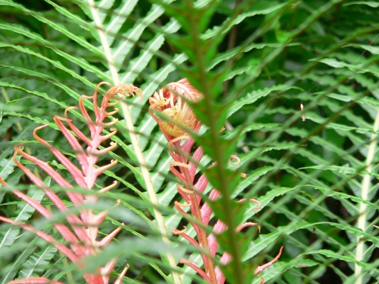 Fonds d'cran Nature Plantes - Arbustes jeunes pousse de fougres