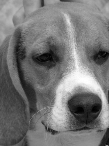 Fonds d'cran Animaux Chiens Spike le Beagle