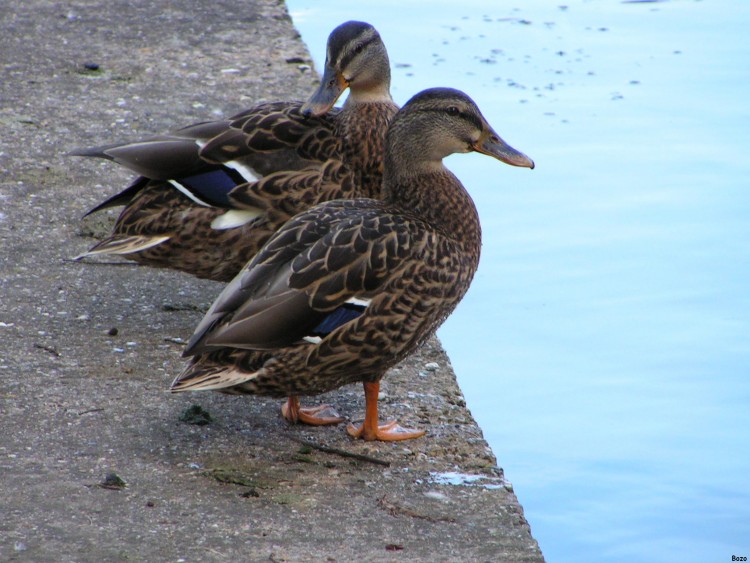 Fonds d'cran Animaux Oiseaux - Canards canards de Metz