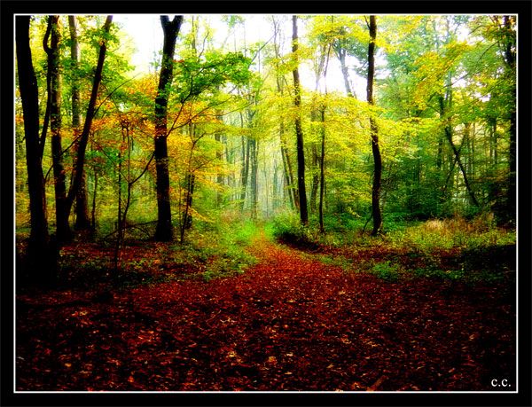 Wallpapers Nature Seasons - Fall Photo d'automne