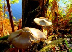 Fonds d'cran Nature Champignons d'automne