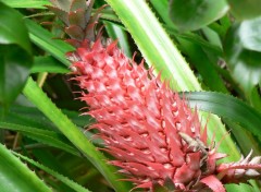 Wallpapers Nature ananas dcoratif