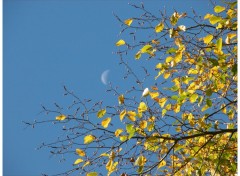 Fonds d'cran Nature Feuilles d'automne