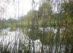 Fonds d'cran Nature Canal  travers les branches