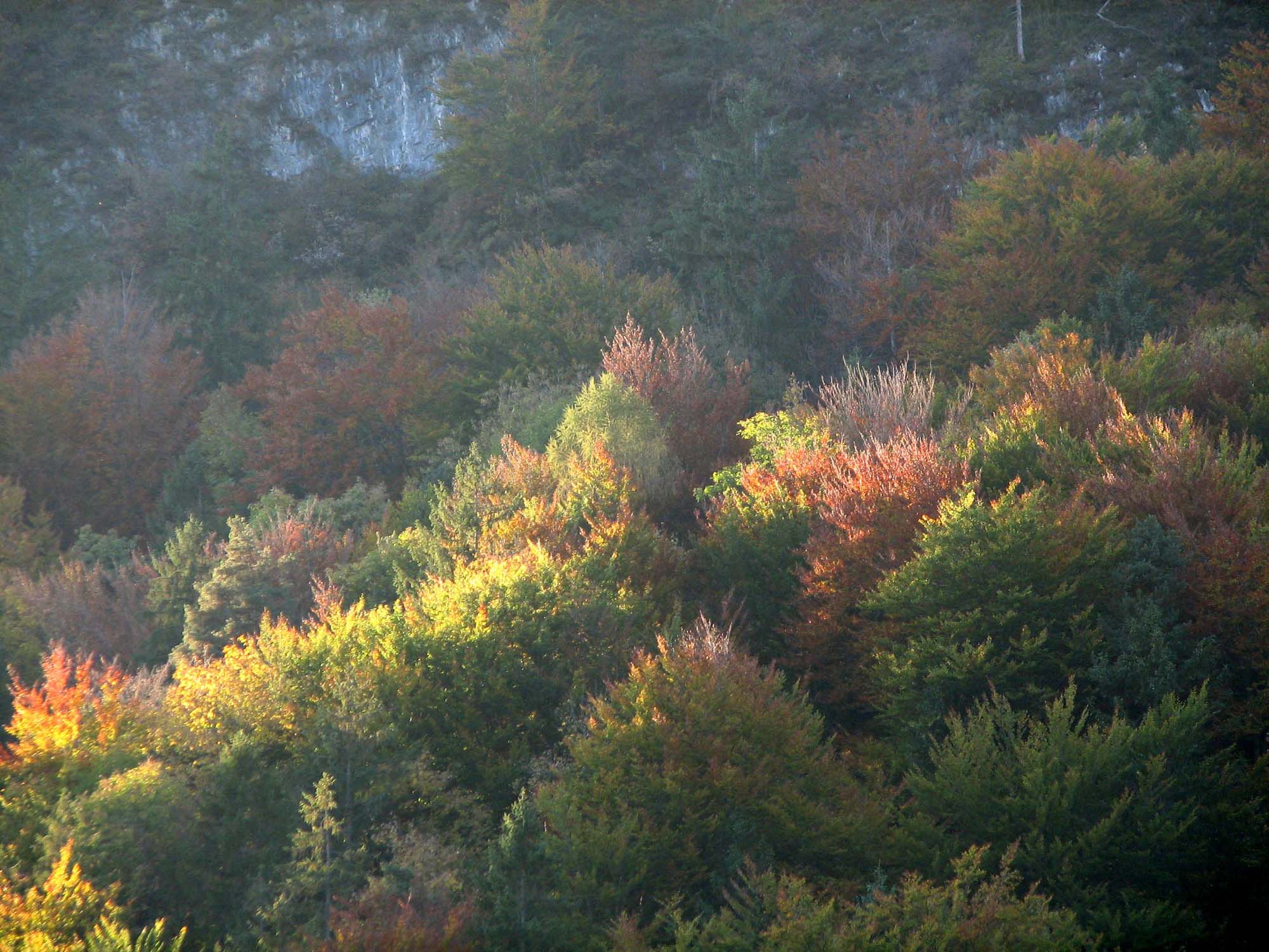 Fonds d'cran Nature Saisons - Automne couleur d'automne au coucher du soleil