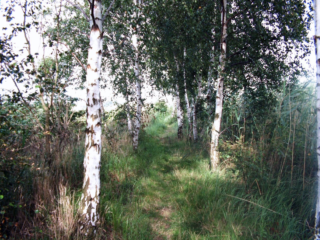 Fonds d'cran Nature Arbres - Forts 