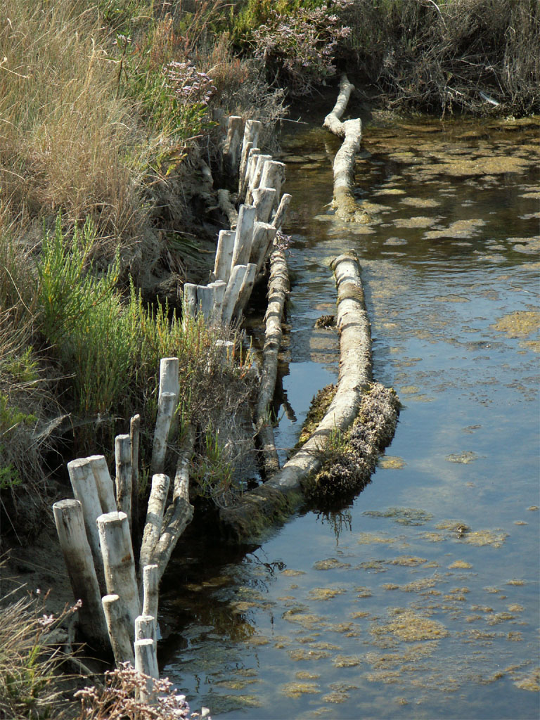 Wallpapers Nature Water reflets dans le marais