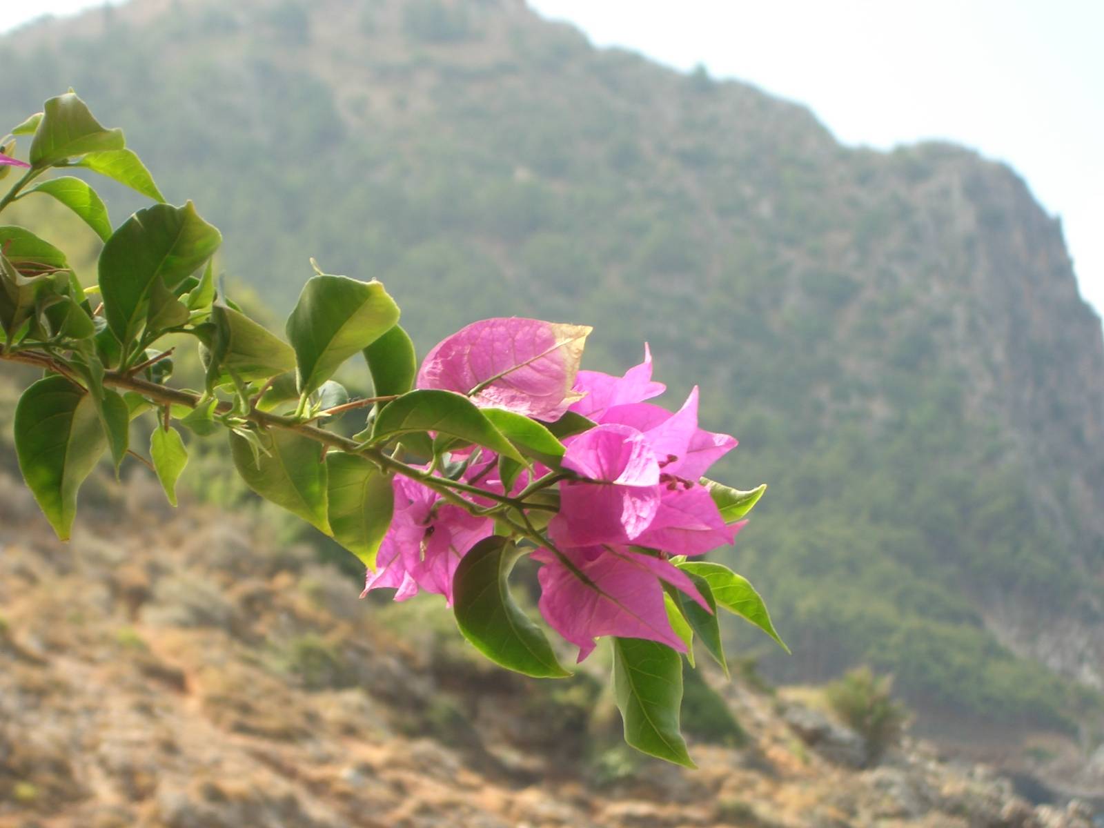 Fonds d'cran Nature Fleurs 