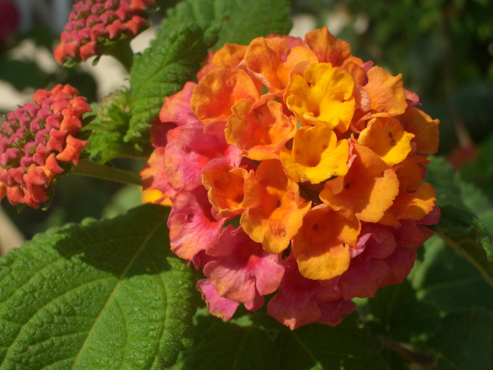 Fonds d'cran Nature Fleurs 