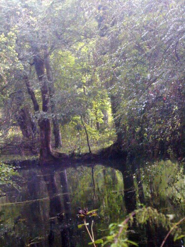 Wallpapers Nature Water - Reflection Reflets